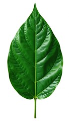 Obraz premium Dark green leaf isolated on white background with intricate veins, leaves, plants, plantlife