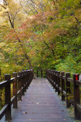 Various wooden bridges outdoors in Northeast China in autumn