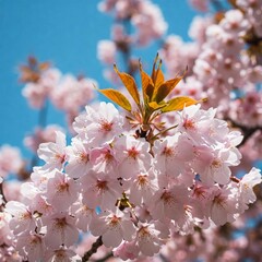 cherry blossom in spring