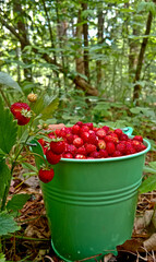 Wild strawberry. Bright red sweet berries. Strawberries in a basket. Berries in a bucket.
