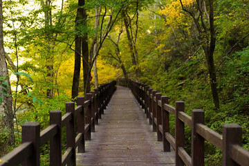 Obraz premium Various wooden bridges outdoors in Northeast China in autumn
