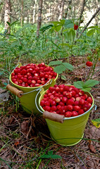 Wild strawberry. Bright red sweet berries. Strawberries in a basket. Berries in a bucket.
