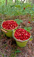 Wild strawberry. Bright red sweet berries. Strawberries in a basket. Berries in a bucket.
