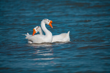 Playful white goose