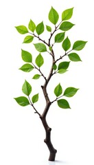 Twisted branch with leaves isolated on white background, branches, tree, foliage