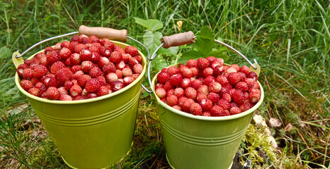 Wild strawberry. Bright red sweet berries. Strawberries in a basket. Berries in a bucket.
