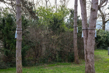 Ecological trap for processionary caterpillars on pine in France - Collar around a pine tree to...