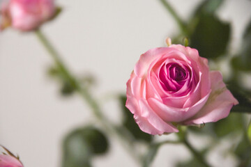 ピンクのスプレーばら