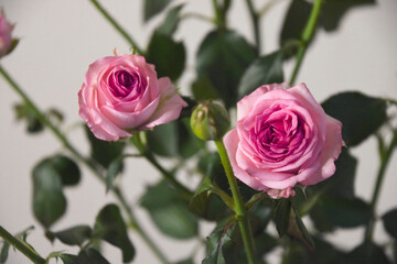 ピンクのスプレーばら