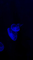 Fototapeta premium Common jellyfish (Aurelia aurita) floating in black water in an aquarium creating an interesting background