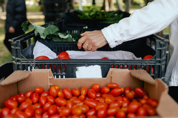 Close up of hands buying greens and vegetable on the local Farmers market. Customer Shopping At Farmers Market Stall. Part of the series