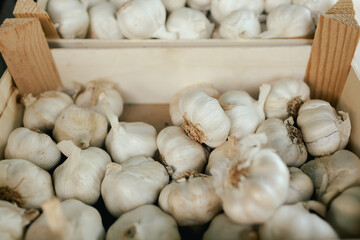 Fresh garlic at small local urban market. Organic produce on sale at outdoor farmer market. Selling fresh crops and veggies harvest. European urban setting. Close up. Part of the series