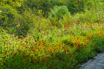 Autumn forest scenery in Northeast China