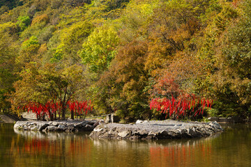 Fototapeta premium Autumn forest scenery in Northeast China