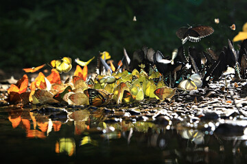 Many wild butterflies on ground in Ban Krang campsites in Kaeng Krachan National Park Phetchaburi Province, Thailand
