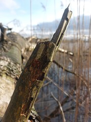 the shore of a wonderfully beautiful lake in early spring