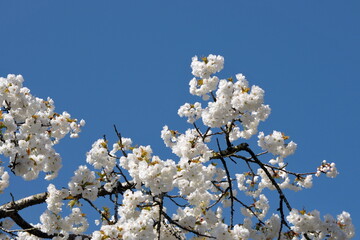 Cherry tree in blossom against a clear blue sky
