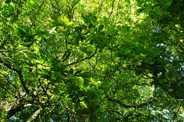 Fototapeta premium Green leaves background