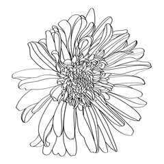 white flower isolated on black