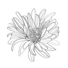 white chrysanthemum isolated on black