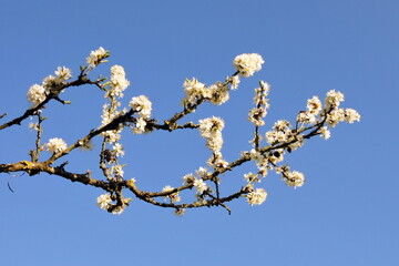 Branch of a blossoming tree flowers against a blue sky in spring