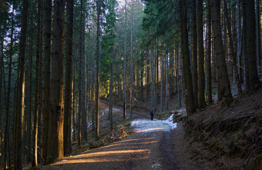 Hiker walking on a winding forest trail........