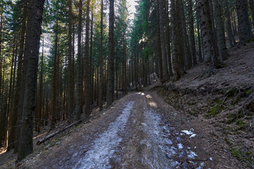 Fototapeta premium Icy forest path in winter sunlight........