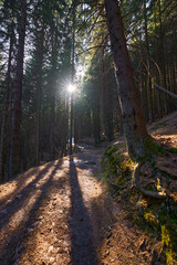 Obraz premium Sunlit forest path with long shadows........