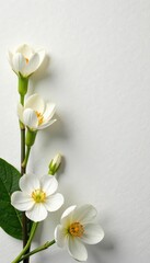 Obraz premium Delicate white blossoms arranged on textured paper backdrop , blossoms, simple, white flowers