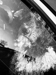 Labradoodle australien regardant par la fenêtre d'une voiture en noir et blanc