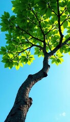 Fototapeta premium The tree's branches stretch towards the sky in a gentle curve, nature, leaves, growth
