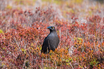 Crow on the grass