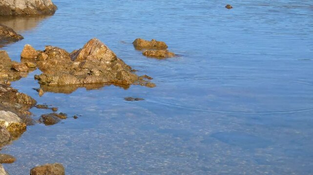 Detail of the stony shore of a swamp. 4K viedo.