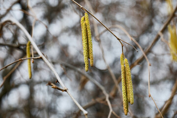 Naklejka premium Close-up of yellow flowering hazelnut earrings on blurred background. Corylus avellana. Selective focus