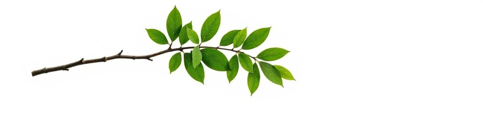 Fototapeta premium Single isolated tree branch on white background, clean, isolated, forest