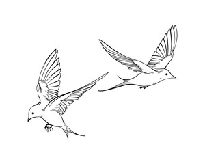 Set of line art illustration of flying swallows, elegant collection of spring birds, Outline Sketch isolated on white for postcard, freedom concept, nature theme, romantic mood, harmony state of mind