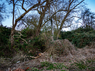 Abholzung im Fr&uuml;hjahr