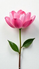 Naklejka premium Delicate flower petals unfolding on a clean white surface, floral, white background, isolated