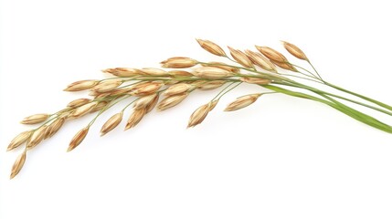 Close Up of Oats