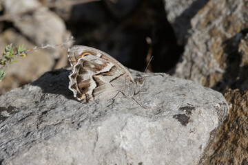 Closeup on a Striped Grayling butterfly, Hipparchia fidia sitting on a stone