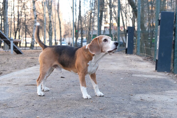 A beagle dog asks the owner for a treat at the dog training ground. Dog training. Lop-eared...