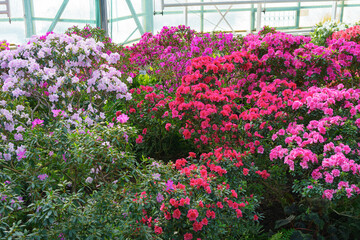 Obraz premium Red and pink japan Azalea Ericaceae bush in full bloom, rhododendron flower background. Evergreen decorative plant outdoor or in orangery in botanical garden. Gardeining, plant breeding