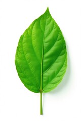 Fototapeta premium A single leaf isolated on white background with veins visible, solitary, leaves