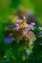 Dead nettle flower closeup showing their vibrant lavender and purple colors on the blossoms and leaves
