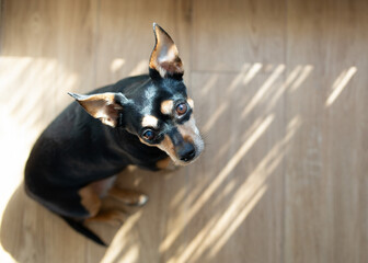 A miniature dog with an expressive gaze sits on a wooden floor in sunlight. The atmosphere of...