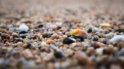 Shells on the beach