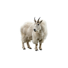 Mountain goat isolated on transparent background. Mountain goat png