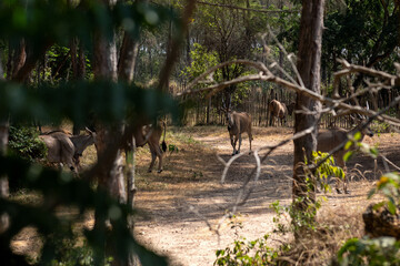 Eland pospolity, eland południowy lub antylopa eland - (Taurotragus oryx) piękne osobniki z ogromnymi rogami. Park Hallera w Kenii, Afryka © Kamil_k2p