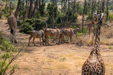 Eland pospolity, eland południowy lub antylopa eland - (Taurotragus oryx) piękne osobniki z ogromnymi rogami i Żyrafa (camelopaurdalis) Park Hallera w Kenii, Afryka