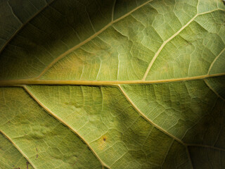 close up texture of green leaf veins background with shadow,blank dead leaves veins  texture...